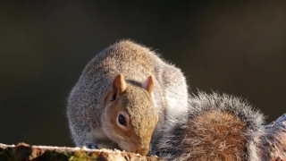 Free No Copyright Videos For Youtube, Fox Squirrel, Squirrel, Rodent, Tree Squirrel, Mammal