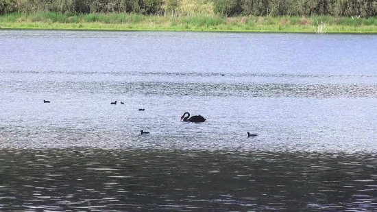 Free Non Copyright Video Clips For Youtube, Black Swan, Aquatic Bird, Bird, Swan, Water