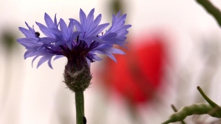 Free Powerpoint Video Background, Plant, Flower, Vascular Plant, Herb, Pollen