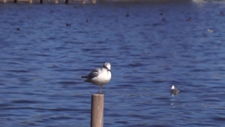 Free Retro Stock Footage, Gull, Coastal Diving Bird, Seabird, Bird, Aquatic Bird