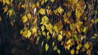 Free Sleeping Stock Footage, Tree, Woody Plant, Vascular Plant, Plant, Leaves