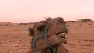 Free Stock Footage For Editing Practice, Camel, Ungulate, Sand, Desert, Head