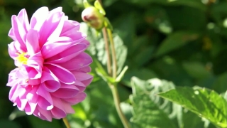 Free Stock Footage Music Video, Pink, Flower, Petal, Plant, Blossom