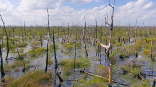 Free Stock Video Footage Download 4k &amp; Hd Clips, Swamp, Wetland, Land, Tree, Landscape