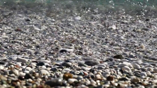 Free Stock Video Footage Youtube, Stone, Texture, Rock, Bivalve, Mussel