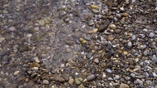 Free Stock Videos For Editing, Invertebrate, Mollusk, Bivalve, Stone, Cockle