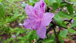 Free Stock Videos, Rhododendron, Shrub, Woody Plant, Plant, Vascular Plant