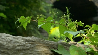 Free Stock Videos, Tree, Woody Plant, Plant, Leaves, Vascular Plant