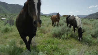 Free Story Stock Footage, Ranch, Grass, Farm, Horse, Cow