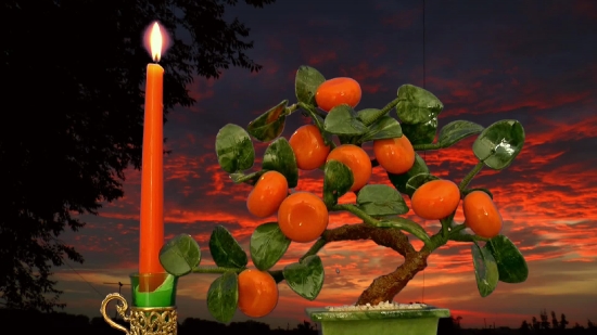 Free Taj Mahal No Copyright Video, Citrus, Orange, Fruit, Mandarin, Tangerine
