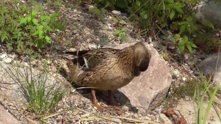 Free Thumbs Up Stock Video, Wildlife, Bird, Wild, Mammal, Rodent