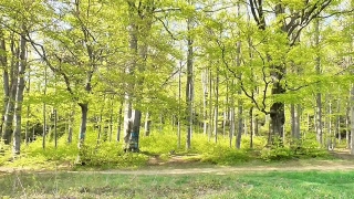 Free Vhs Stock Footage, Tree, Forest, Woody Plant, Poplar, Trees