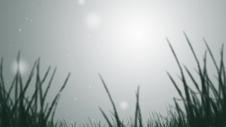 Free Video Backgrounds For Editing, Dandelion, Plant, Herb, Sky, Grass
