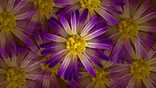 Free Video Backgrounds For Powerpoint, Flower, Aster, Daisy, Plant, Angiosperm
