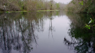 Free Video Download, Lake, Forest, Swamp, Landscape, Land