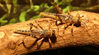 Free Video Snippets, Grasshopper, Insect, Arthropod, Invertebrate, Animal