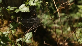 Free Videoclip Animation, Spider Web, Tree, Plant, Web, Cabbage Butterfly