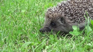 Free Videos Without Copyright, Hedgehog, Insectivore, Placental, Mammal, Rodent