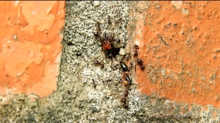 Free Vintage Video Footage, Ant, Insect, Arthropod, Rough, Texture