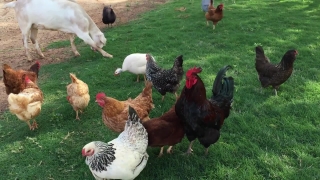 Free Web Videos, Hen, Bird, Cock, Animal, Farm