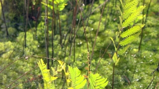Free Wildlife Stock Footage, Plant, Vascular Plant, Tree, Herb, Spring