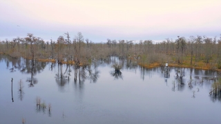 Free Windows 7 Video Background, Lake, Swamp, Forest, Landscape, Wetland
