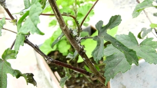 Free Without Copyright Video Download, Walking Stick, Insect, Arthropod, Tree, Invertebrate