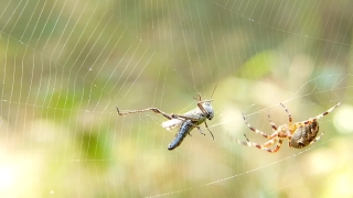 Free Worship Motion Loops, Spider Web, Web, Spider, Trap, Cobweb