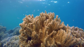 Free Youtube No Copyright Video, Coral Reef, Reef, Coral, Ridge, Underwater