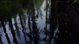 Full Screen Video Background, Swamp, Wetland, Land, Forest, Tree