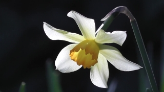Fx Stock Footage, Flower, Plant, Narcissus, Vascular Plant, White