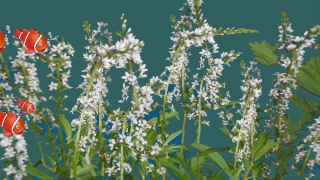 Galaxy Stock Footage, Herb, Plant, Vascular Plant, Tree, Season