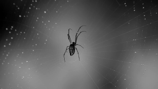 Get Stock Videos For, Spider, Arachnid, Barn Spider, Arthropod, Web