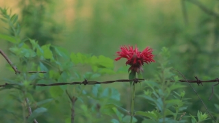 Getty Images Stock Video, Bee Balm, Herb, Vascular Plant, Plant, Flower