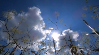Graphics Video Background Hd, Sky, Atmosphere, Tree, Clouds, Sun