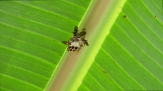 Green Screen Stock Footage Download, Insect, Beetle, Ladybug, Arthropod, Plant