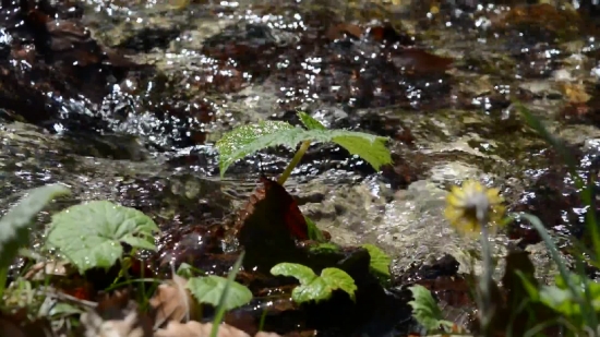 Green Screen Video Backgrounds, Mollusk, Invertebrate, Water, River, Aquatic