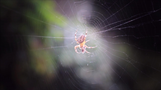 Green Screen Video Backgrounds, Spider Web, Web, Trap, Cobweb, Spider