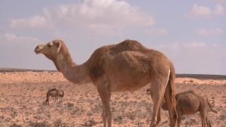 Green Screen Video Without Copyright, Camel, Ungulate, Mammal, Desert, Wild