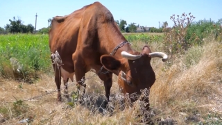 Hd Background Videos, Cattle, Cow, Bull, Ranch, Beef