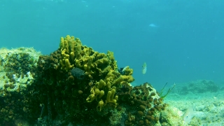 Hd Stock Footage, Coral Reef, Reef, Ridge, Underwater, Fish