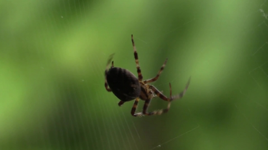 Hd Video Backgrounds 1080p, Garden Spider, Spider, Arachnid, Arthropod, Insect