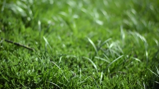 Hd Video Backgrounds, Grass, Plant, Herb, Field, Lawn