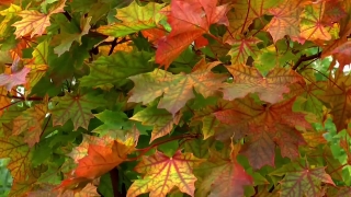 Hd Video No Copyright, Maple, Autumn, Leaves, Fall, Leaf