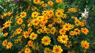 Herb, Sunflower, Plant, Flower, Vascular Plant, Yellow