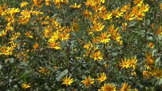 Herb, Sunflower, Vascular Plant, Plant, Flower, Yellow