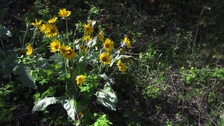 Herb, Vascular Plant, Plant, Sunflower, Flower, Field