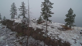 Historical Stock Footage, Fir, Snow, Pine, Tree, Forest
