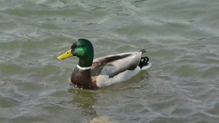 Holi Stock Video, Drake, Duck, Waterfowl, Bird, Wildlife