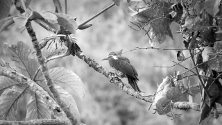 Hollywood Stock Footage, Bird, Tree, Wildlife, Branch, Dove